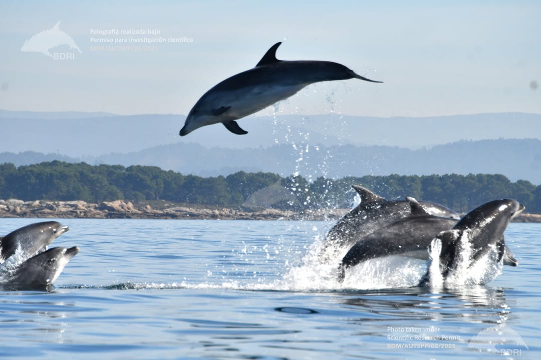 Arroaces y delfines en las Rías Baixas — avistamiento desde barco O Grove Pedras Negras